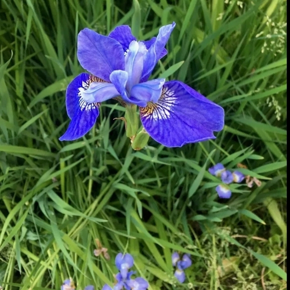 ⚜️ Vintage 16 STRAND SEED BEAD PINK & GREEN CHOKER 18” - Picture 13 of 13